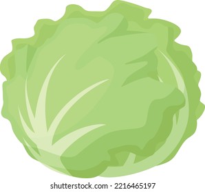 Simple and cute lettuce illustration