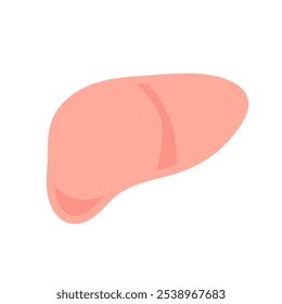 Simple and cute liver illustration