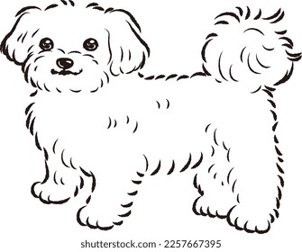 Simple and cute maltese hand-drawn line drawing vector illustration