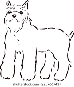 Simple and cute miniature schnauzer hand drawn line drawing vector illustration
