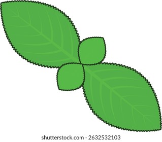 Simple and cute mint leaf illustration