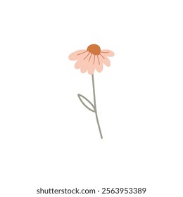 Simple Cute Pink Daisy Flower Isolated On White Background. Vector Eps