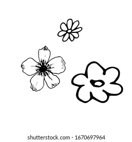Simple daisy flower hand-drawn by a liner. Three daisies silhouette on a white background.