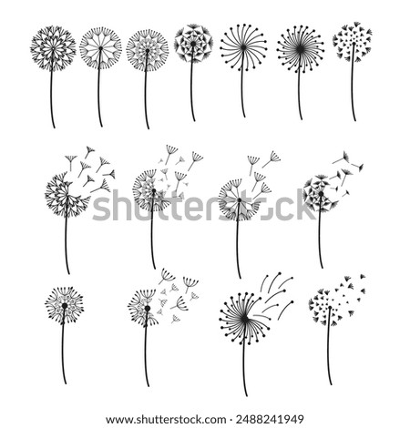 simple dandelion illustration vector set