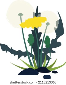 A simple dandelion with a view of the whole plant with stem leaves and flowers with flying feathers vector illustration