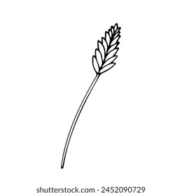 Simple decorative ear plants without leaves for design. Black line doodle spikelet. Hand drawn clip art illustration in doodle style for poster, banner,print, greeting card. Isolated on white back.