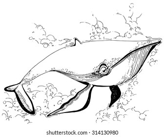 simple decorative illustration drawing whale swimming