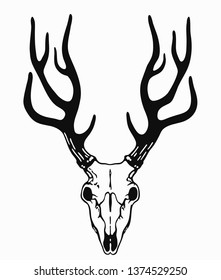 simple deer skull with black horns