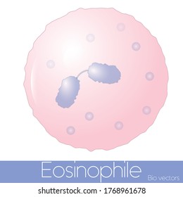 Eosinophil también conocido como acidofil pertenece al granulocito de inmunidad innata con núcleo bilobado implicado en la alergia y el asma aislado de los pieles vectoriales. 