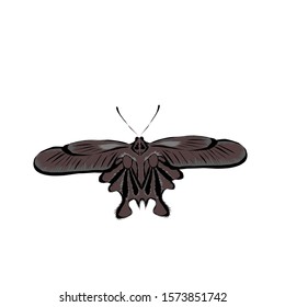 simple design of illustration butterfly on white background 