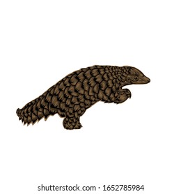 Simple design of illustration pangolin on White background 
