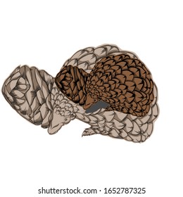 Simple design of illustration pangolin with shadow pangolin 