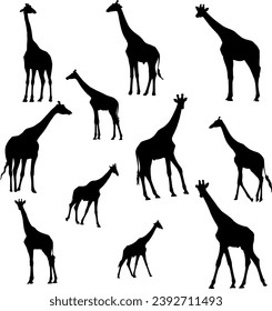 Simple design of silhouette of giraffe collection