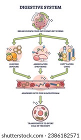 Diagrama de esquema de explicación de procesos del sistema digestivo simple. Esquema educativo etiquetado con alimentos gástricos que se descomponen en ilustración vectorial de glucosa, aminoácidos grasos. Sistema de microbiología corporal