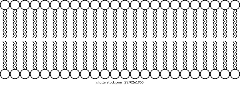 Simple digital line drawing of phospholipid bilayer