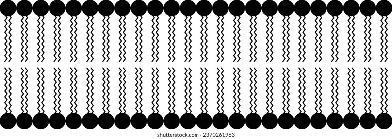 Simple digital line drawing of phospholipid bilayer