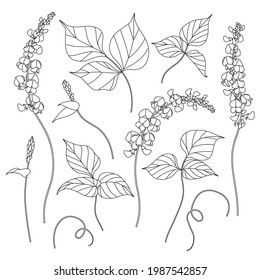 Simple dolichos flowers and leaves sketch. Hand drawn black and white blooming decorative twisted legume plant. Set of floral design elements. Line art botanical vector illustration. 