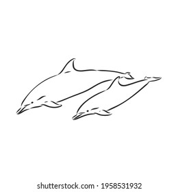 simple dolphin silhouette. dolphin, vector sketch on a white background