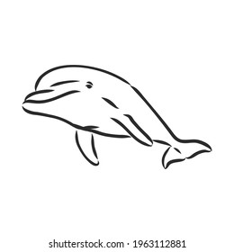 simple dolphin silhouette. dolphin, vector sketch on a white background