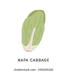 Simple doodle colored Chinese Napa Cabbage vector. Cartoon Pe-Tsai leaf vegetable in flat cartoon style isolated on white. 
