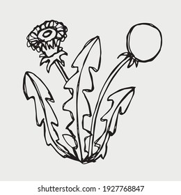 Un simple garabato de un arbusto de flores de diente de león. Temporada de primavera. Ilustración vectorial.