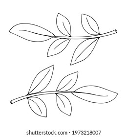 Simple doodle of a plant. Leaf from a tree. Vector illustration isolated on white background. hand-drawn.