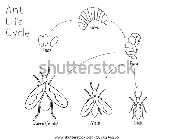 Simple Drawing Ant Life Cycle Black Stock Vector Royalty Free 1076246255