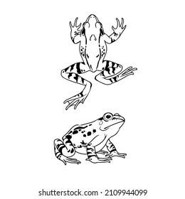 A simple drawing of a pair of spotted frogs