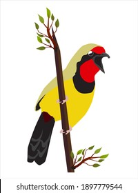 simple drawing of a tropical bird
