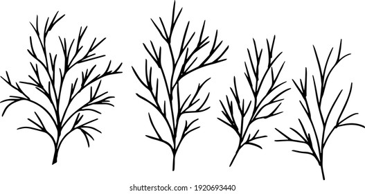 simple drawing of twigs in vector. dill leaves drawing.