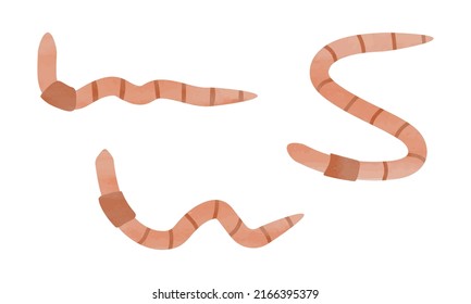 Simple earthworm watercolor hand drawn painting isolated on white background. Garden earthworm clipart. Earthworm vector design illustration. Garden creature clipart cartoon