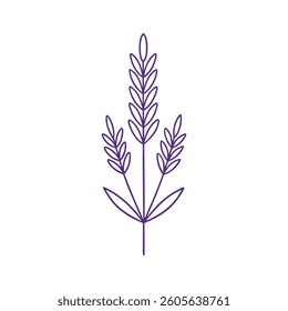 A simple, elegant line art illustration of a lavender sprig.