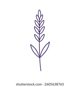 A simple, elegant line art illustration of a lavender sprig.