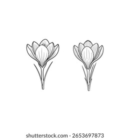 A simple, elegant line drawing of two crocus flowers in silhouette style. The delicate petals and slender leaves are depicted with clean black lines on a crisp white background, perfect for minimalist