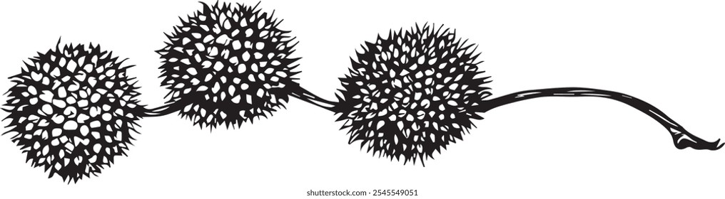 
Simple elegant vector drawing of sycamore seeds on a stem.