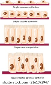 Arte vector simple del epitelio, revestimiento de mucosa