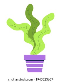 Simple ficus in pot, rubber plant illustration. Home green plant icon vector.  Home garden sign illustration.