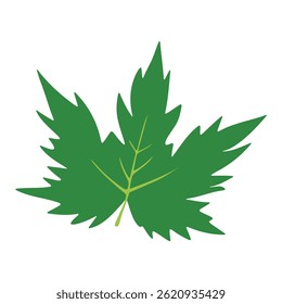 Simple flat design of green maple leaf with sharp edges and clear veins isolated on transparent background. Vector art.