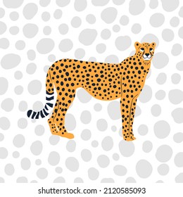 A simple flat graphic illustration of a wild cheetah big cat portrait with big spots.
