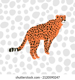A simple flat graphic illustration of a wild cheetah cat portrait with big spots.
