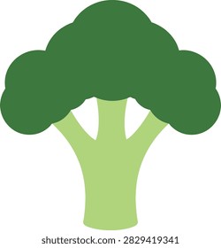 Simple flat illustration of a broccoli vegetable head. Bright green stalk and florets. Ideal for healthy eating, nutrition, diet, and organic food design projects.