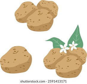 Simple and flat illustration of potatoes and potato flowers