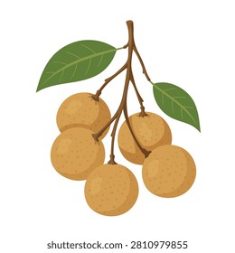 Simple flat vector illustration of a longan fruit branch with ripe fruits and green leaves isolated on a white background. Fresh tropical harvest in a clean minimal style.