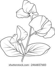 Dibujo a mano Dibujo de dibujo de arveja dulce, Ilustración vectorial de dibujo de línea de arveja dulce, jardín floral para hermosa arveja dulce.