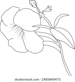 simple flower coloring pages, Coloring pages for adults, hand drawing Allamanda cathartica sketch art of, blossom vinca flower line art vector illustration, floral garden for beautiful Allamanda