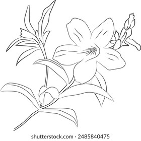 simple flower coloring pages, Coloring pages for adults, hand drawing Allamanda cathartica sketch art of, blossom vinca flower line art vector illustration, floral garden for beautiful Allamanda