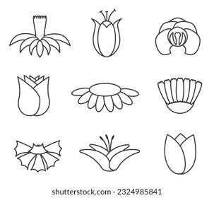 Simple flowers are drawn with a thin line. Botanical nature modern trendy elements vector illustration. EPS 10.