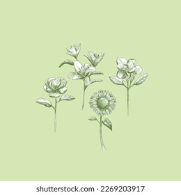 Simple Flowers Vector, lily Sunflower Silk Magnolia Flowers