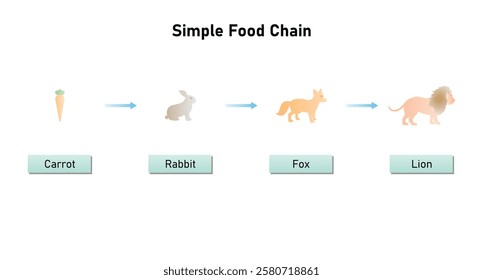 Simple Food Chain include Carrot, Rabbit, Fox and Lion Science Design. Vector Illustration.