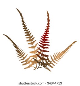 Simple forest fern  in their  natural color